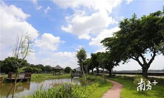 麻涌镇大力开展湿地公园,河岸绿化,绿道等生态绿化建设,建成了华阳湖