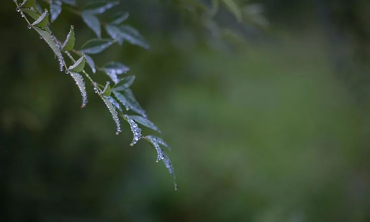 曹操在《短歌行》里说"譬如朝露 如汉乐府《长歌行》说"朝露待日晞"