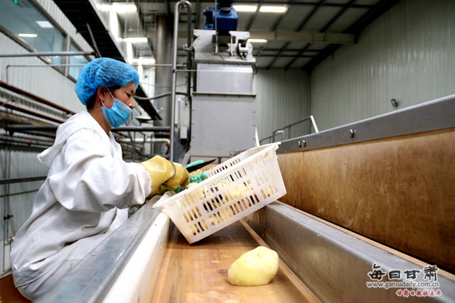 22年的“洋芋工程”让“救命薯”变“致富
