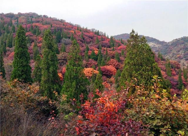 博山区政府副区长康义文,博山风景名胜区管理委员会副主任,区旅游局