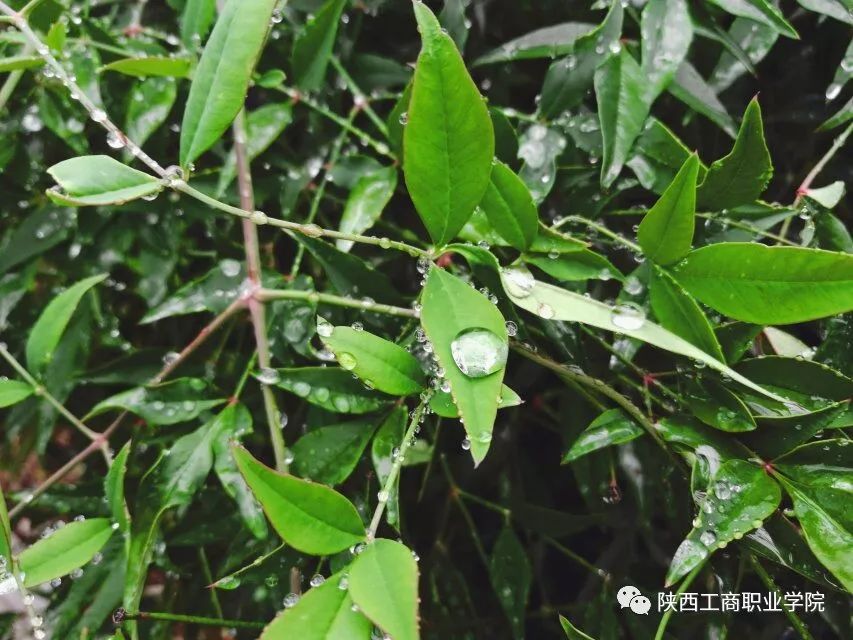 如期而至每张都适合做屏保的秋雨图