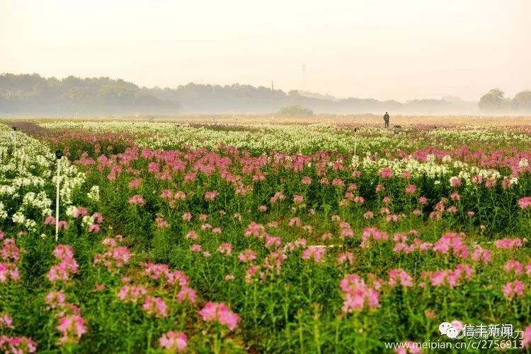 信丰惊现一片300亩大花海!路线都给你准备好了