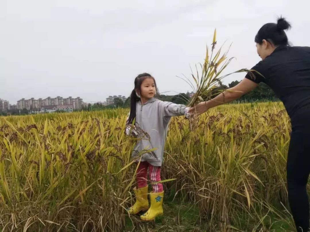 五谷寻踪丨水稻的历史探源新课上线本周日即将开场