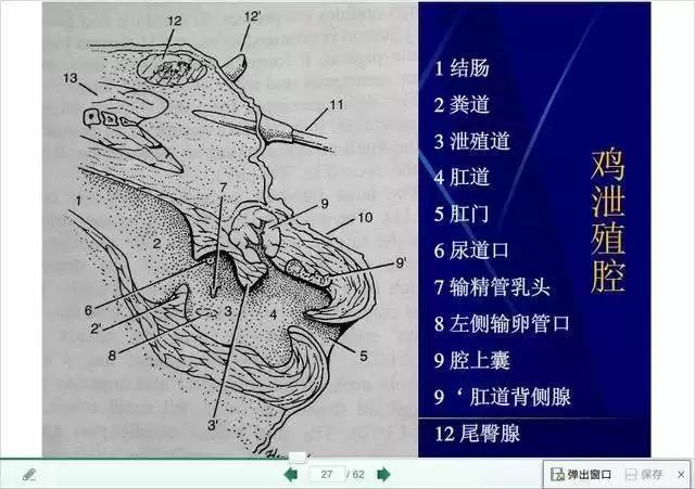 鸡脖鸡翅鸡屁股,鸡身上到底哪里不能吃?