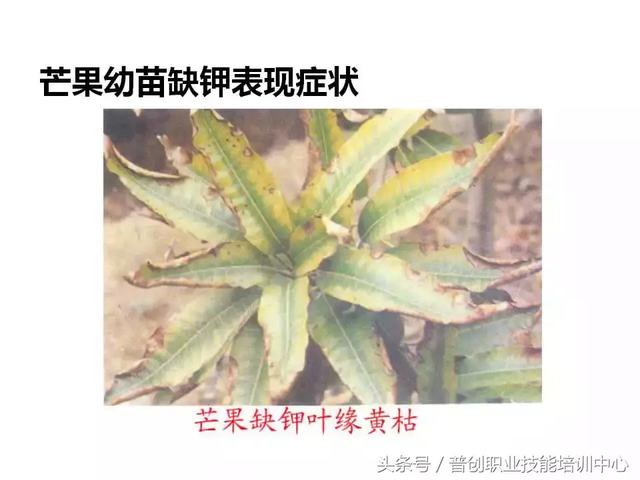 91张 各种作物缺钾图