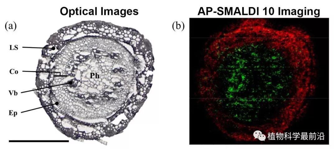 4. 小麦茎基部横切面光学图像( )和质谱成像叠加图(b).