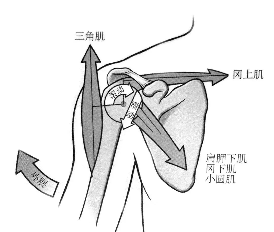 激活肩袖肌群这一组肌肉,肩不痛了体态更好了!