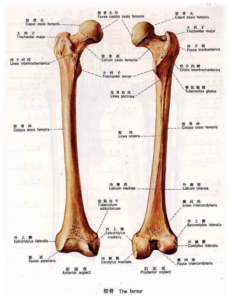 小编,股骨粗隆位置在哪里呢股骨粗隆间骨折下面由小编向大家介绍一下