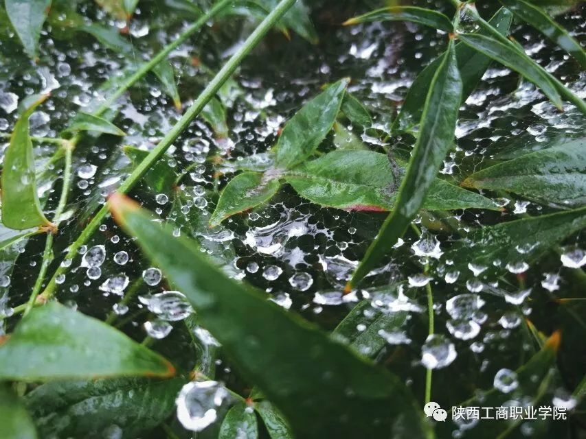 如期而至每张都适合做屏保的秋雨图