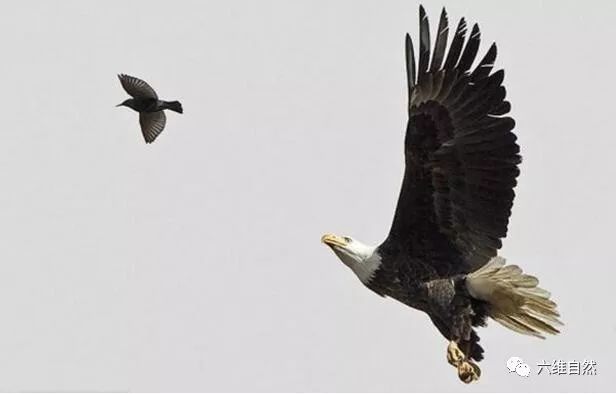 敢飞在白头鹰前面 小鸟必然难逃被猎食 鸟类