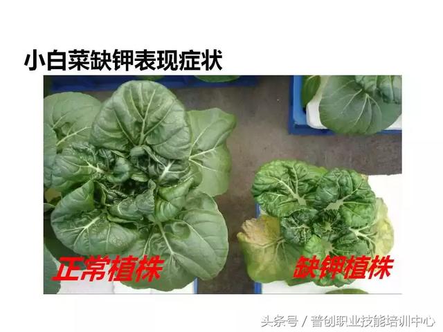 91张 各种作物缺钾图