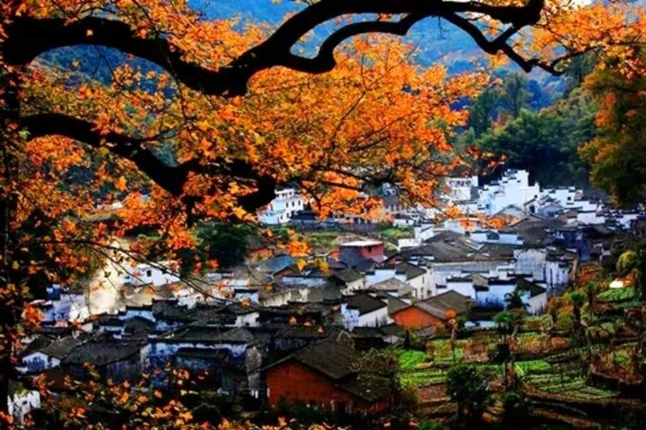 邂逅最美秋天:婺源篁岭晒秋,石城秋色,长溪古道