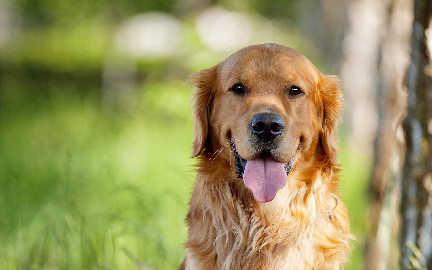 盘点性格最好的五种中大型犬 科瑞卡科普 主人