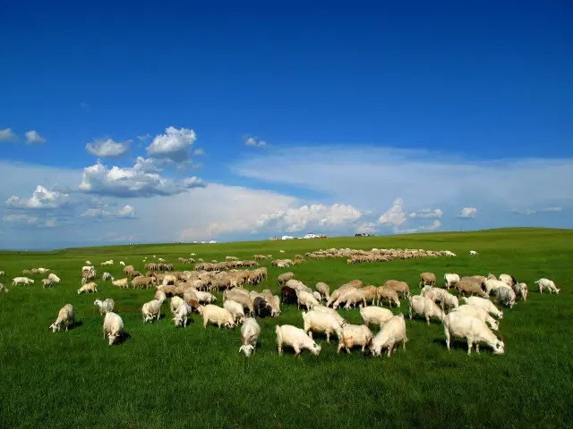 草原散养羊和育肥羊的区别,你了解么?