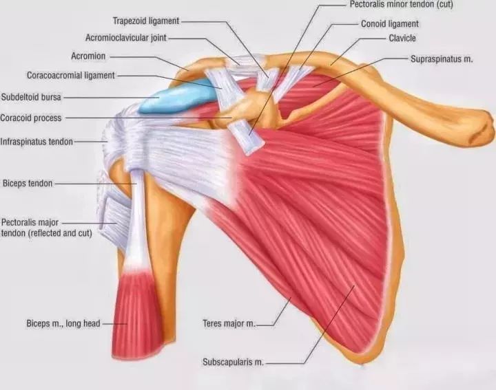激活肩袖肌群这一组肌肉,肩不痛了体态更好了!