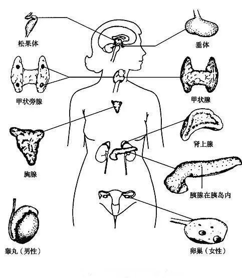 推荐 荷尔蒙和八大腺体的关系,终于搞明白了!