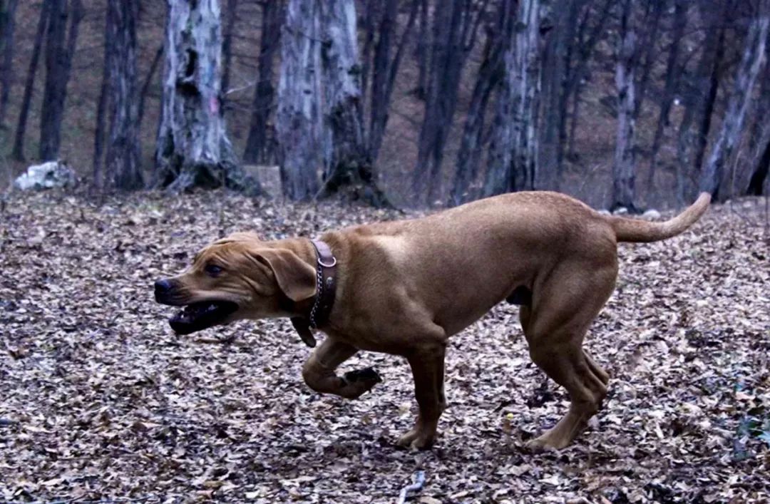 我是日本最强斗犬土佐可是我不想战斗