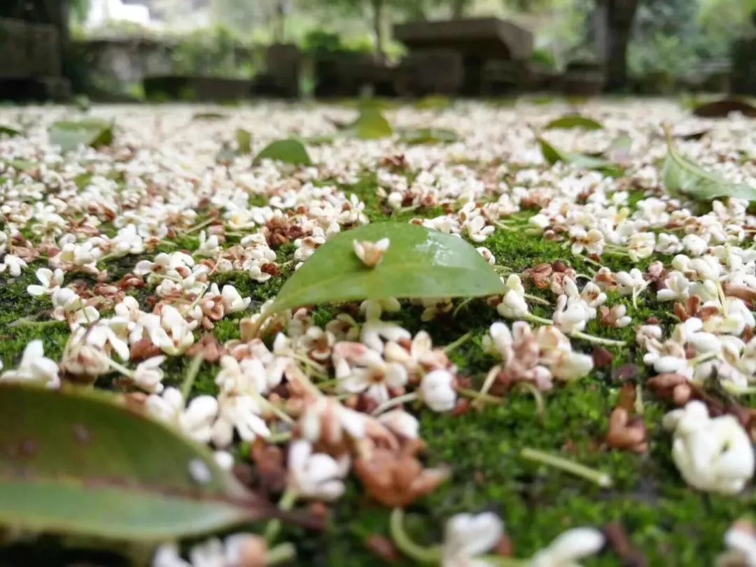 查济仲秋雨过一地黄金满园香