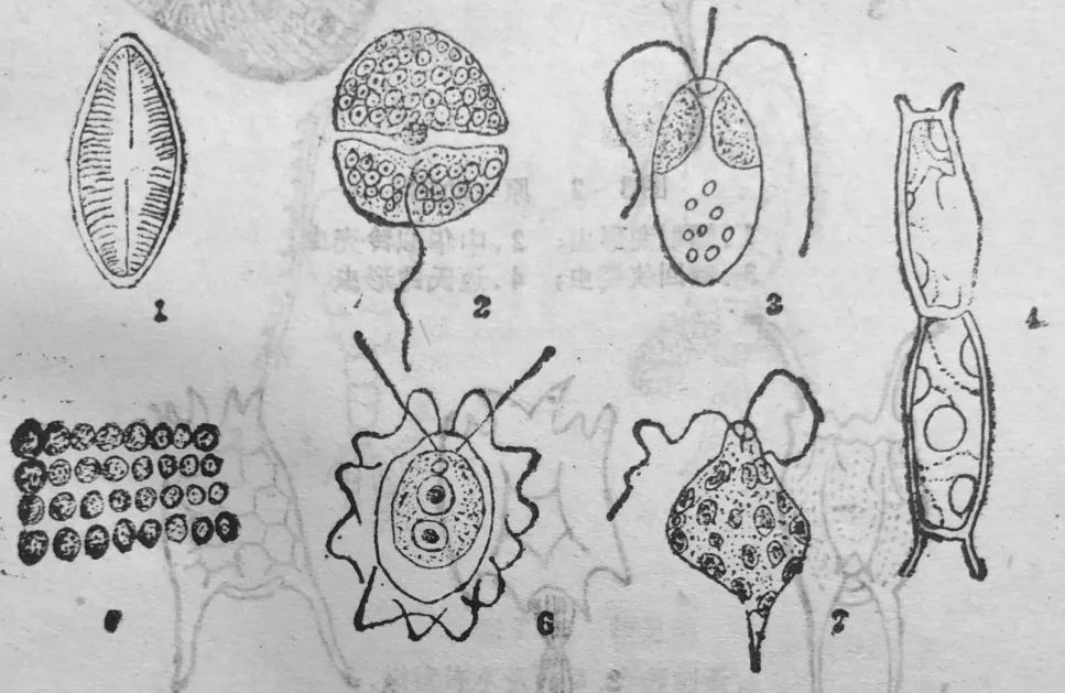 浮游植物(图片来自《金鱼饲养管理)1.圆环舟型硅藻;2.漏选裸甲藻;3.