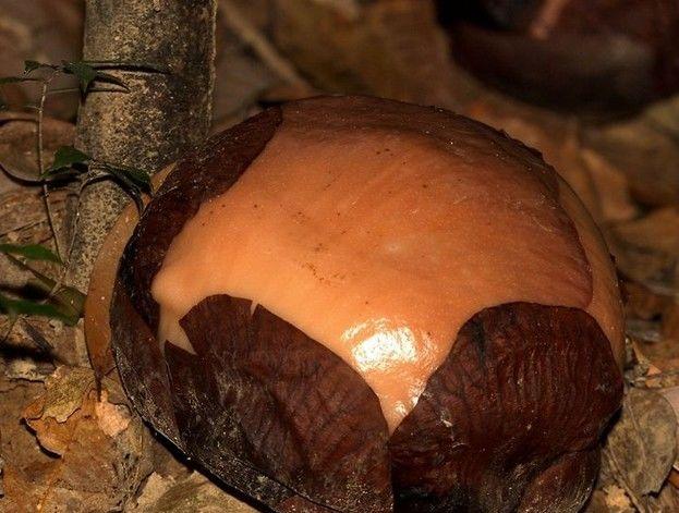 其实传说中的"食人花"实际上是 大王花(rafflesia),它是大花草科大王