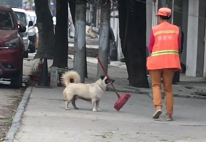 小土狗从它主人手里抢过扫帚,非要帮她拿,好贴心的狗狗