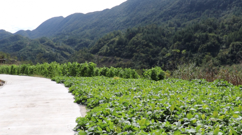 重庆城口高山蔬菜走俏市场