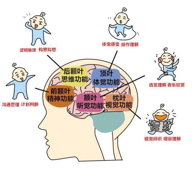 为什么说宝宝的大脑在0-3岁时发育是最快的?_神经