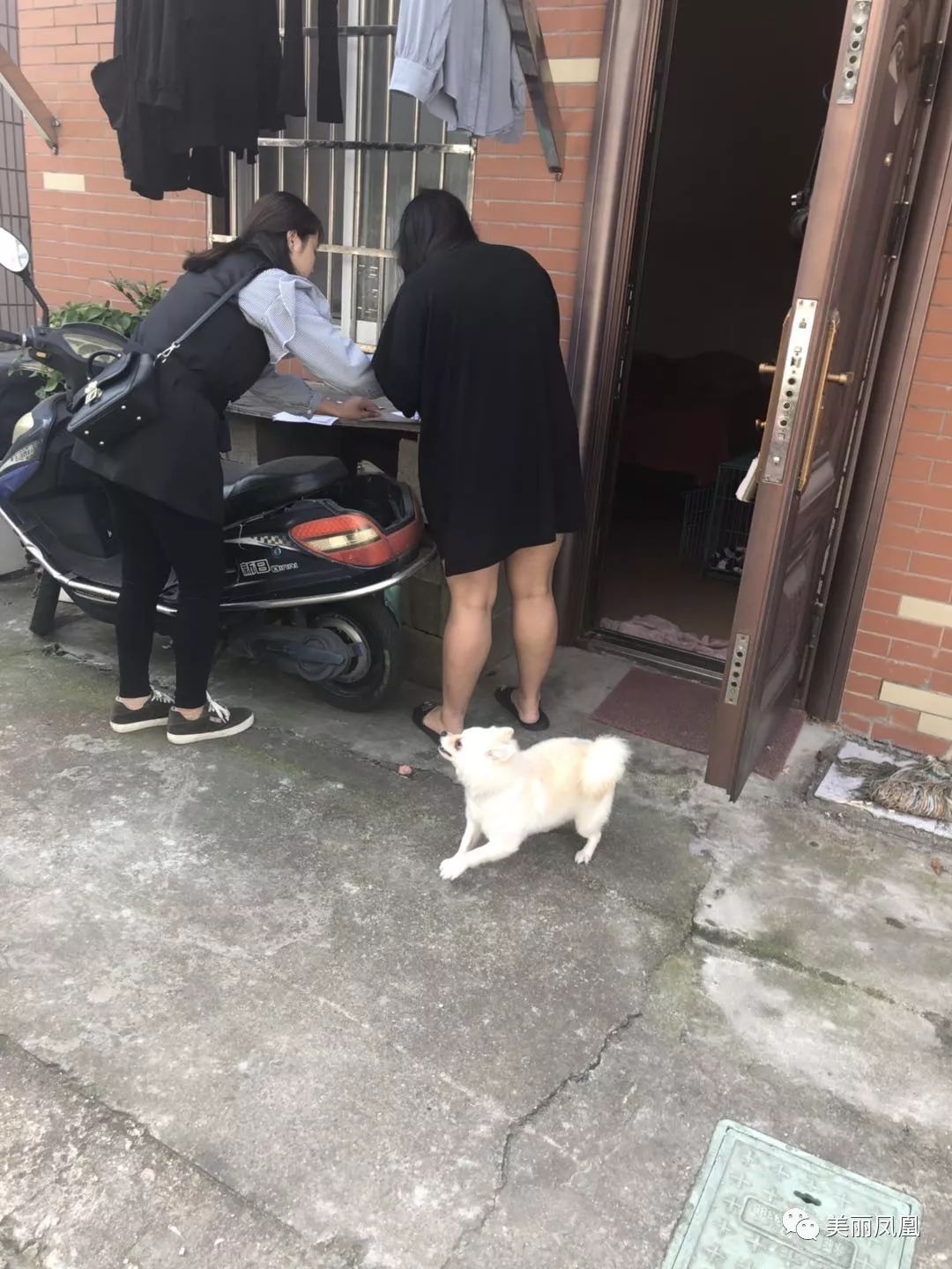 凤凰 社区 机南村 开展犬只排查和登记 养犬