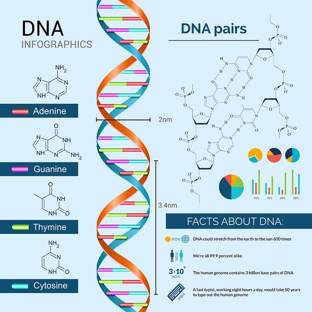 科技 正文  dna序列中仅有不到2%的编码基因 然而, 随着科学家对