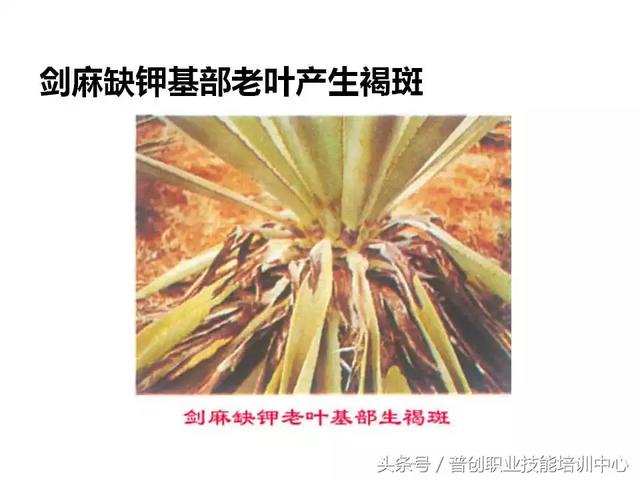 91张各种作物缺钾图