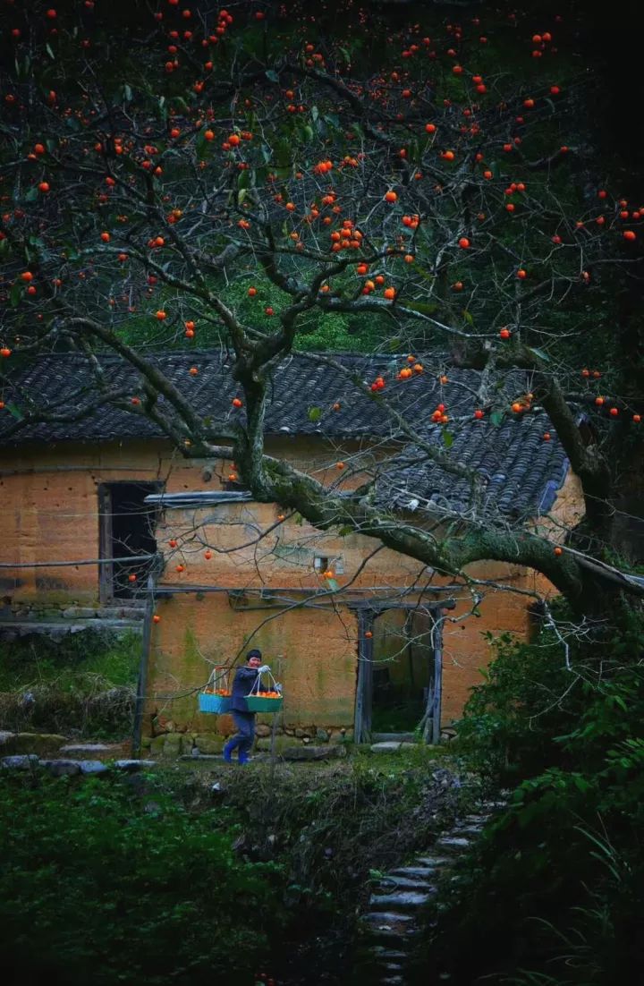 红红的石梁红红的柿天台山那几株老柿树太撩人了