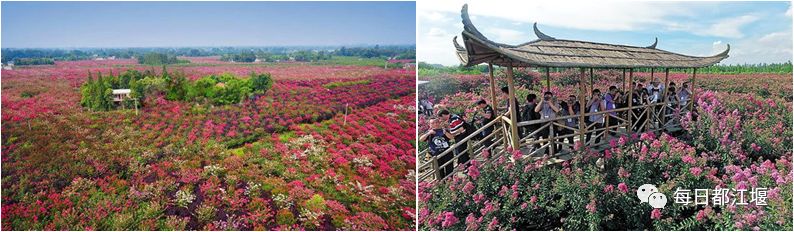 乡村振兴|都江堰"问花村"将于2019年春节开园,川西花卉旅游又添好去处