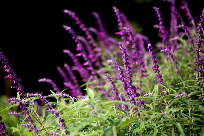 九月九带上爸妈一起游上植赏菊花吧