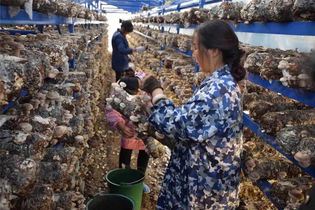 庙湾香菇小镇寄托致富希望走进庙湾柳林香菇基地