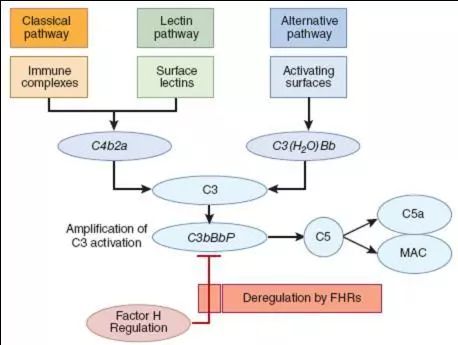补体活化途径示意图