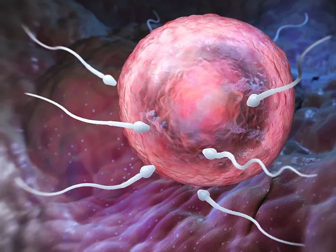 精子卵子的n种死法看完才知道孕育一个生命有多难