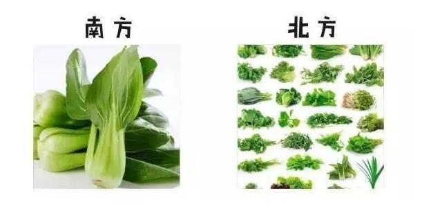 南方人口中的青菜是啥_南方青菜指的是什么菜(2)