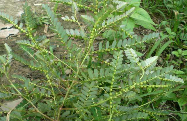 农村这种常见的野草, 名叫珍珠草, 可以用来治疗肝热