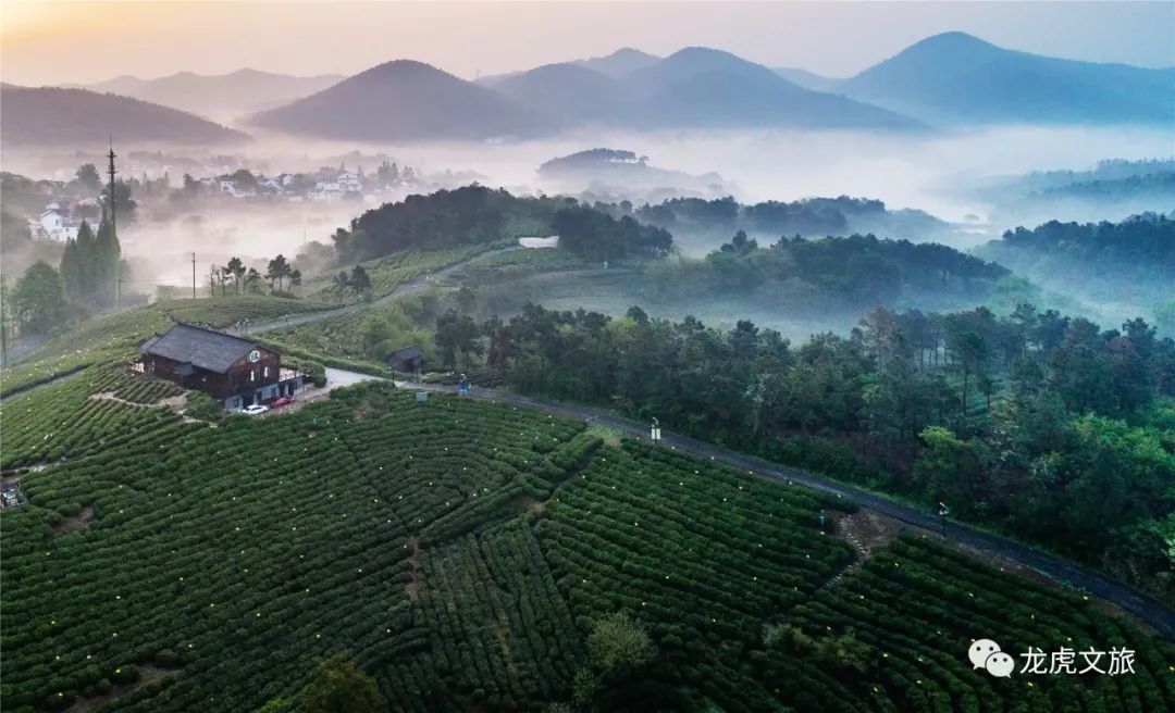 在黄龙岘的2600亩茶园里,采茶品茶又"吃茶"!睡在茶香里,灵魂飞升