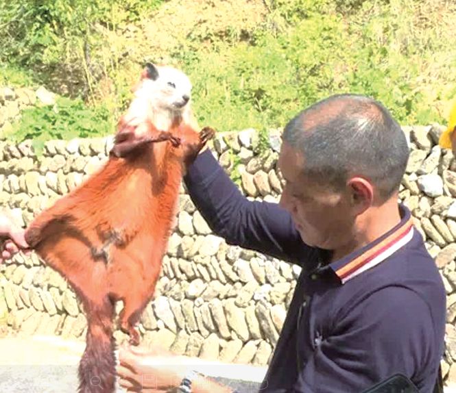 南江光雾山发现濒危物种飞鼠_野生动物