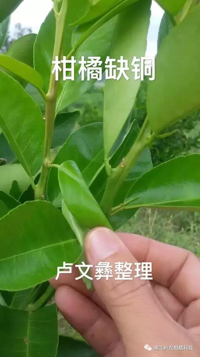 柑橘缺素黄化高清图谱专家精心拍摄