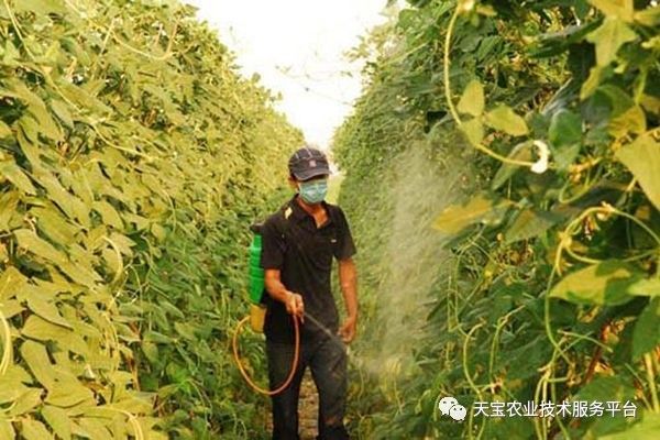 大棚选用农药有讲究!_喷药