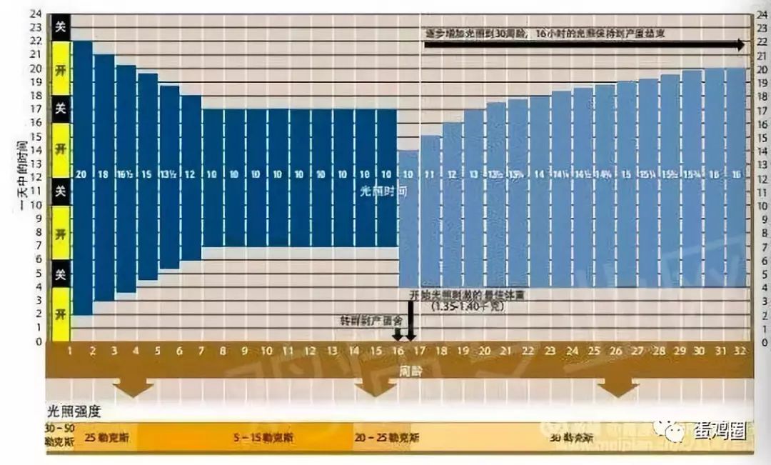 56日龄的光照时间比以前减少了53个小时!