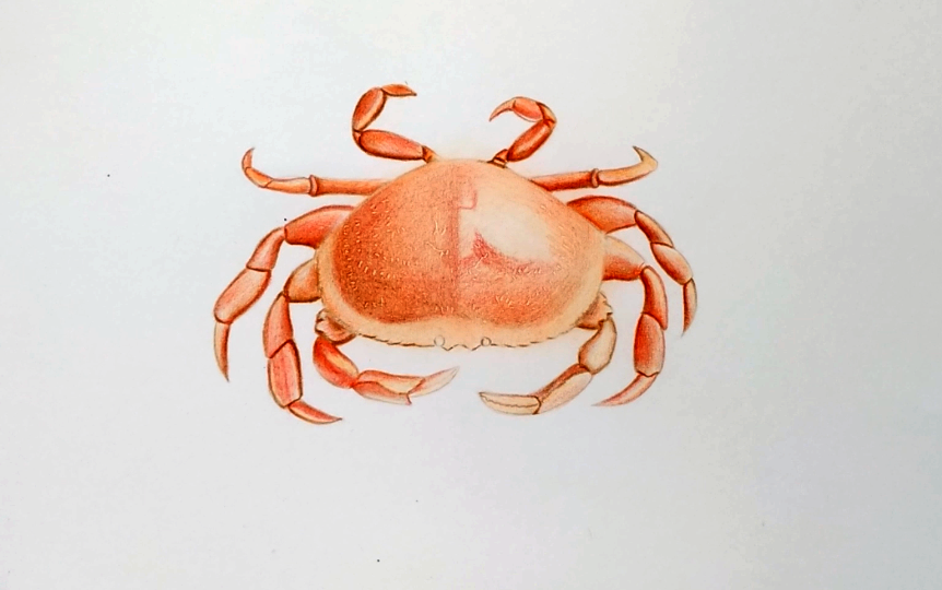 彩铅手绘螃蟹详细教程出炉,你也试试吧!