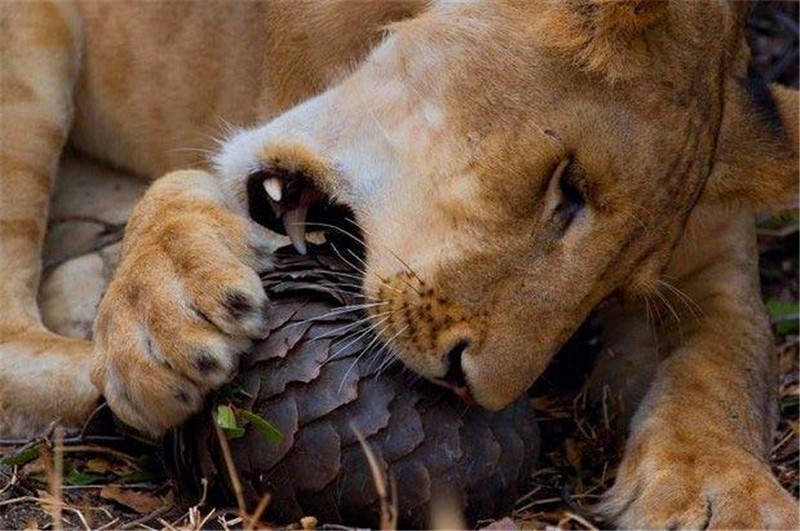 獅子抓到一只穿山甲：我咬，我再咬，哎呀，好像咯到牙了咋辦？ 萌寵 第4張