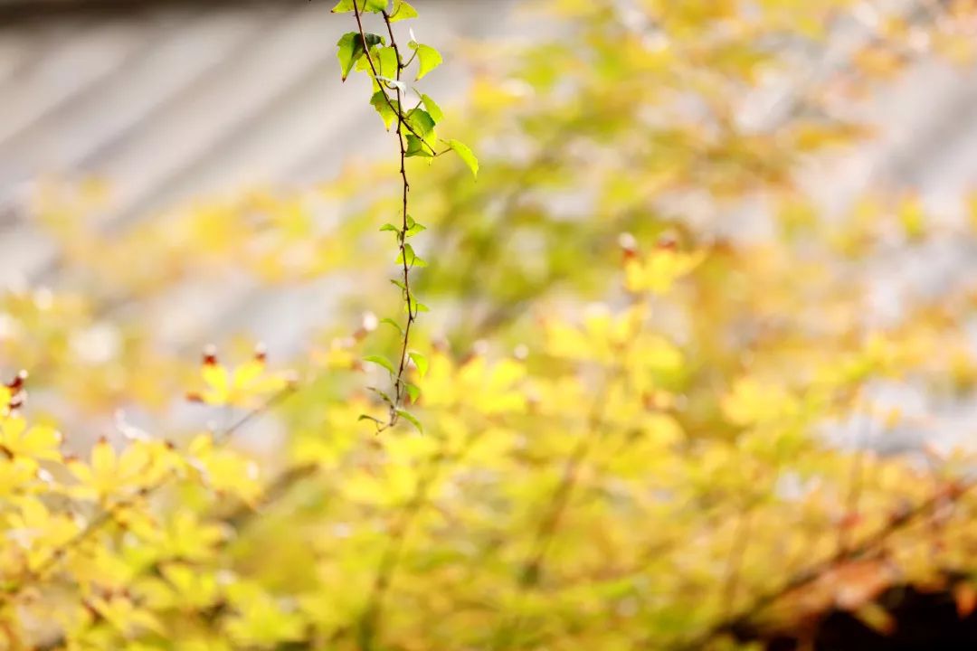 丹桂飘香,落叶黄,快来接下这道飞花令!