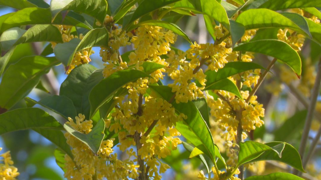 【滨海好味道】桂花宴 | 一年秋意浓,桂花十里香!