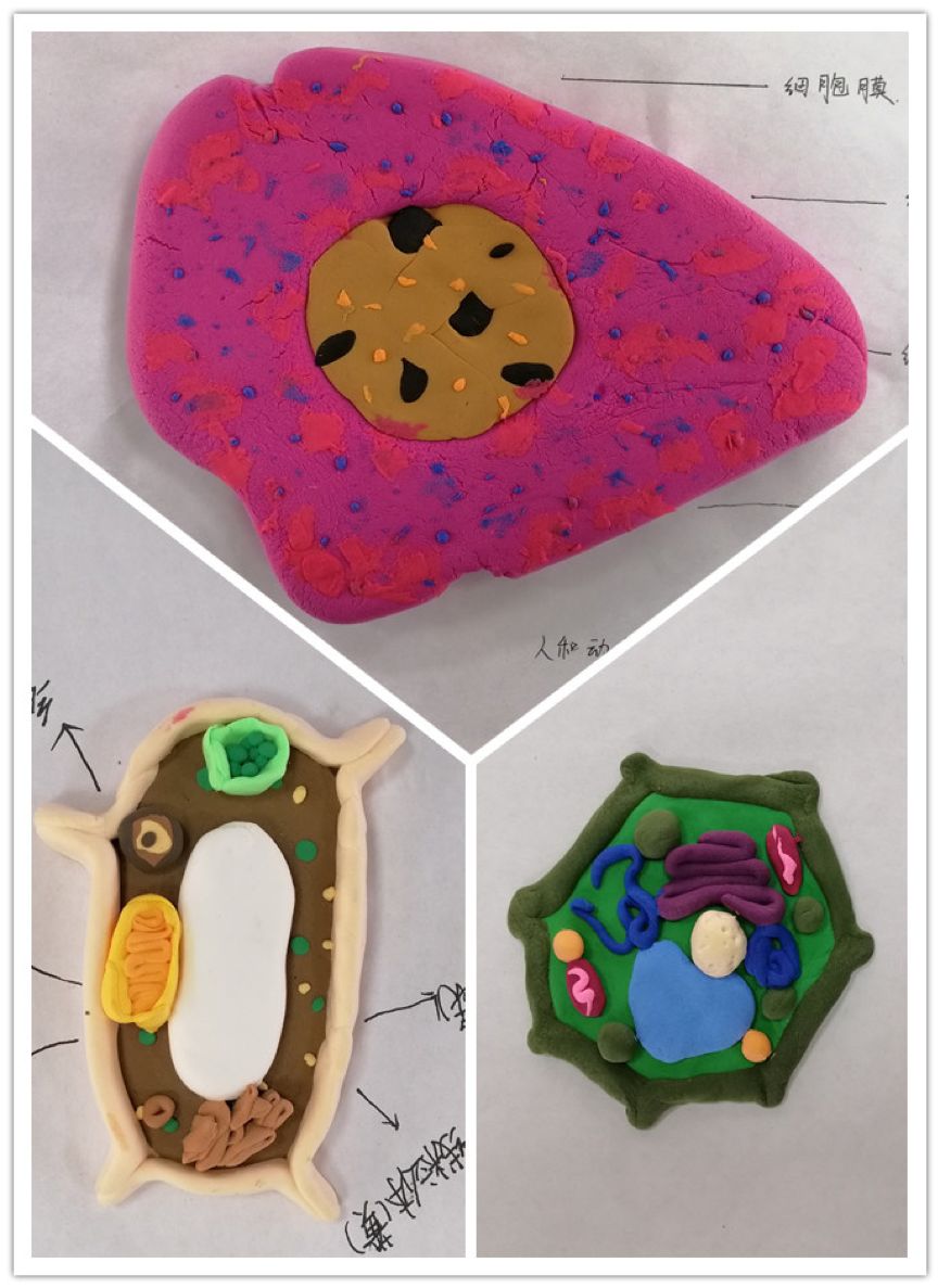 附校风采我型我秀初中生物模型制作大赛初二篇