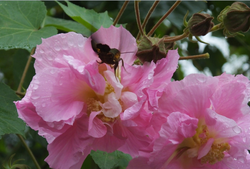 成都首届芙蓉花节 你一定不能错过的赏芙蓉攻略 天府