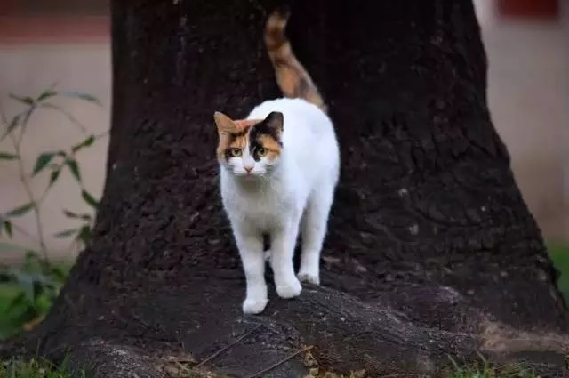 北大有只学术猫最爱哲学和艺术